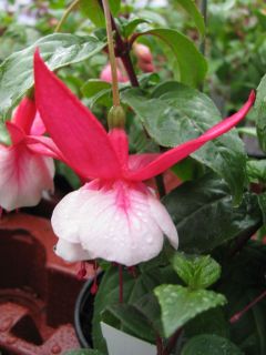 Fuchsia Margaret Kendrick 02