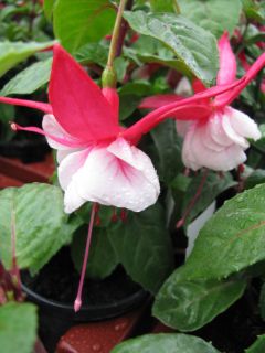 Fuchsia Margaret Kendrick 03