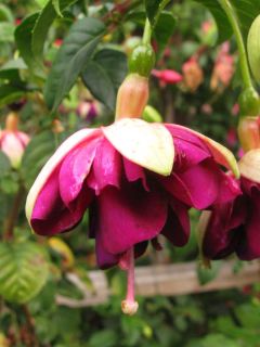 Fuchsia Margarete Eisenhardt 01