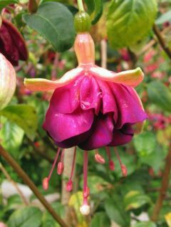 Fuchsia Margarete Eisenhardt 02