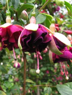 Fuchsia Margarete Eisenhardt 03