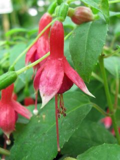 Fuchsia Margrit 01