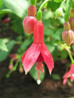 Fuchsia Margrit 02