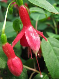 Fuchsia Margrit 03