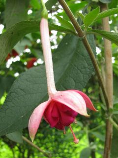 Fuchsia Margit Willimann 01