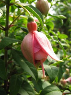 Fuchsia Mariam 01