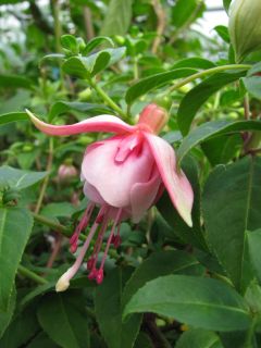 Fuchsia Mariam 03