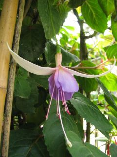 Fuchsia Marianne Strauss 01