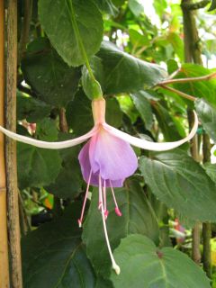 Fuchsia Marianne Strauss 02