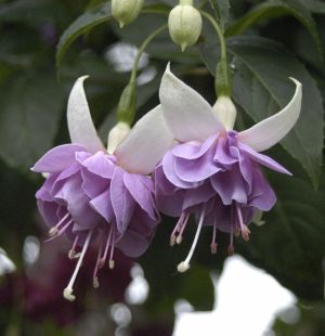 Fuchsia Marie-Louise Luyckx 05