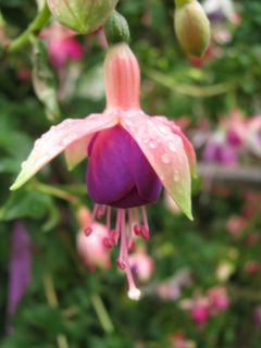 Fuchsia Mariechen 01