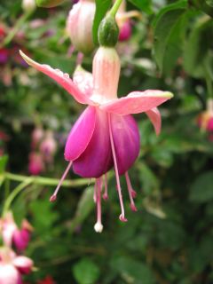 Fuchsia Mariechen 02