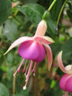 Fuchsia Mariechen 03