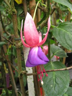 Fuchsia Marin Belle 01