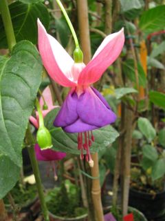 Fuchsia Marin Belle 02