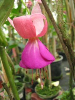 Fuchsia Marin Belle 03