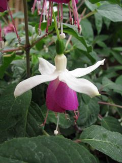 Fuchsia Marin Glow 01