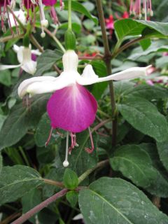 Fuchsia Marin Glow 02