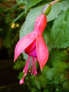 Fuchsia Marinka 01