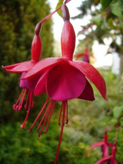 Fuchsia Marinka 02