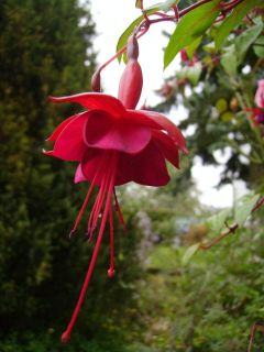 Fuchsia Marinka 03