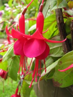 Fuchsia Marinka 06