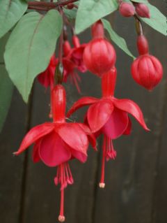 Fuchsia Marinka 07