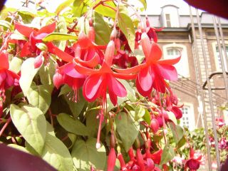 Fuchsia Marinka 08