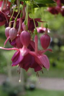 Fuchsia Marloesje ter Beek 01