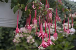 Fuchsia Martin Beije 01