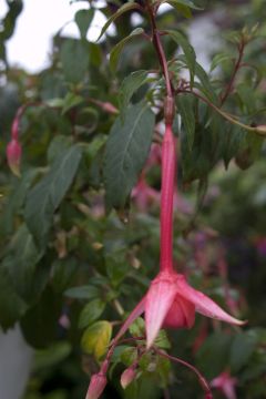 Fuchsia Martin Beije 02