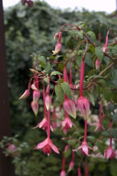 Fuchsia Martin Beije 03