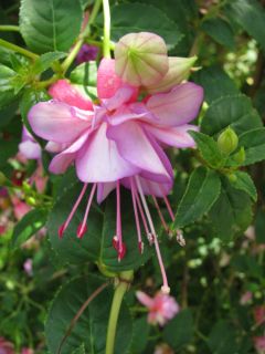 Fuchsia Martins Double Delicate 02