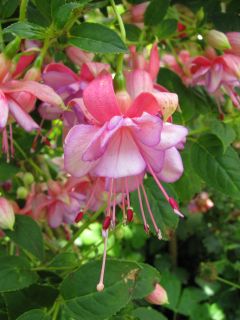 Fuchsia Martins Double Delicate 03