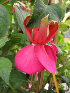 Fuchsia Martins Umbrella 01