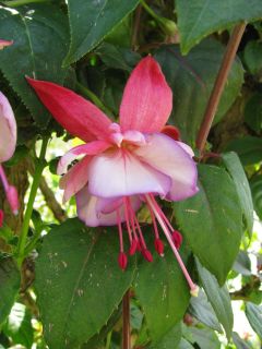 Fuchsia Martins Double Delicate 01