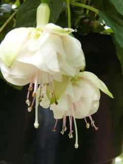 Fuchsia Martinus 01