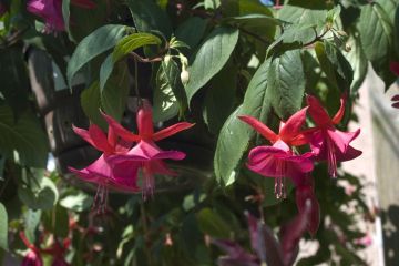 Fuchsia Mary Fairclo 02