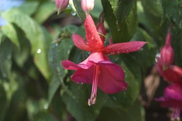 Fuchsia Mary Fairclo 03