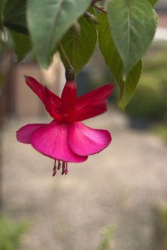 Fuchsia Mary Fairclo 04