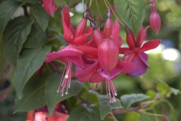 Fuchsia Mary Fairclo 05