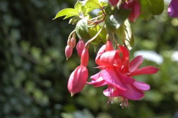 Fuchsia Mary Fairclo 06