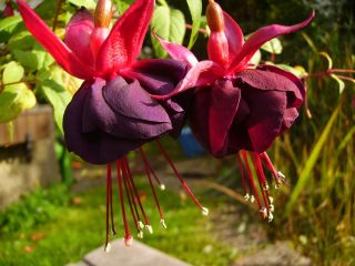 Fuchsia Maxima 01