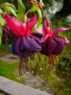 Fuchsia Maxima 02