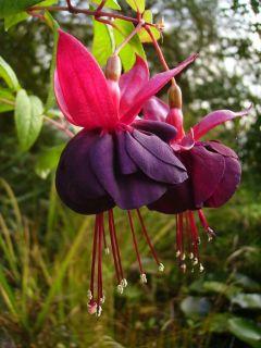 Fuchsia Maxima 03