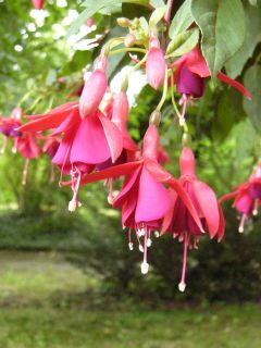 Fuchsia Melpomene 01