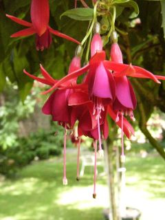 Fuchsia Melpomene 02