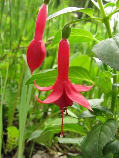 Fuchsia Mephisto 01