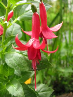 Fuchsia Mephisto 02