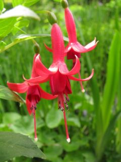 Fuchsia Mephisto 03